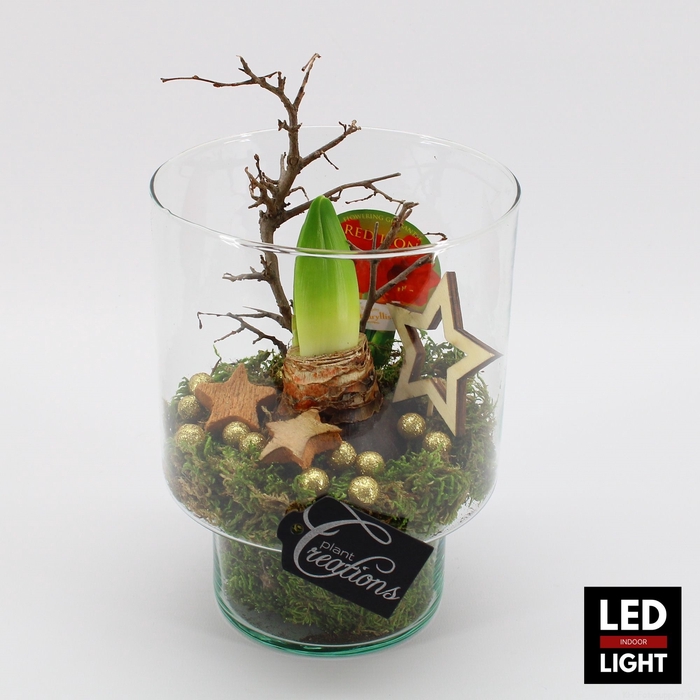 <h4>HICR-2301RLED Kerst Amaryllis</h4>