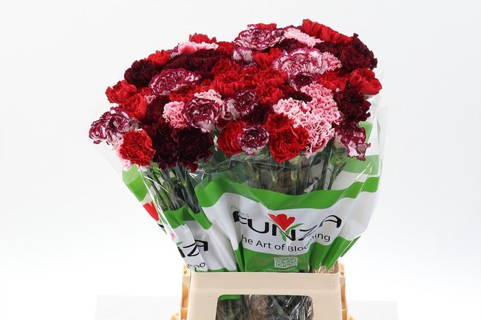 <h4>Dianthus st mix rainbow red (mixbunch)</h4>