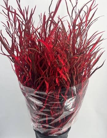 <h4>Leaf grevillea paint red</h4>