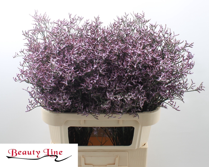 <h4>LIM SAF LILAC</h4>