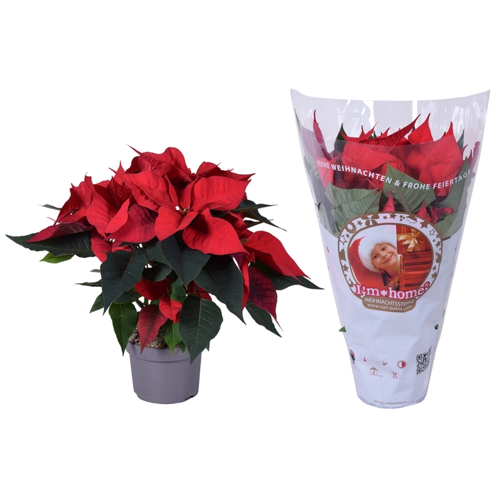 <h4>Euphorbia Rood I'm Home Hoes</h4>