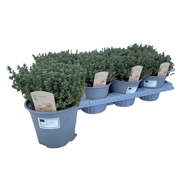 <h4>Thymus Vulgaris Faustini</h4>