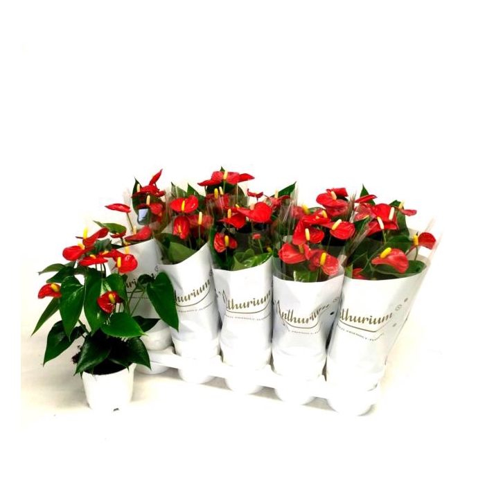 <h4>Anthurium Red Champion 12Ø 40cm 5fl</h4>