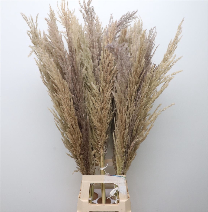 <h4>Cortaderia Dried (x8 Stems P Bunch</h4>