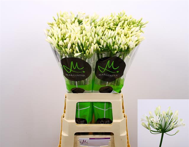 <h4>Agapanthus gletsjer</h4>