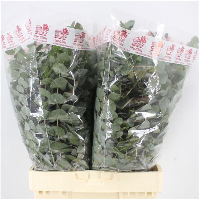 <h4>EUC CINEREA PER BOS</h4>