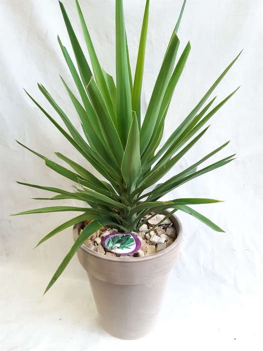 <h4>Arr. Tuinplanten H%</h4>