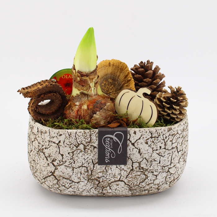 <h4>HACR-2312 Amaryllis Herfst</h4>
