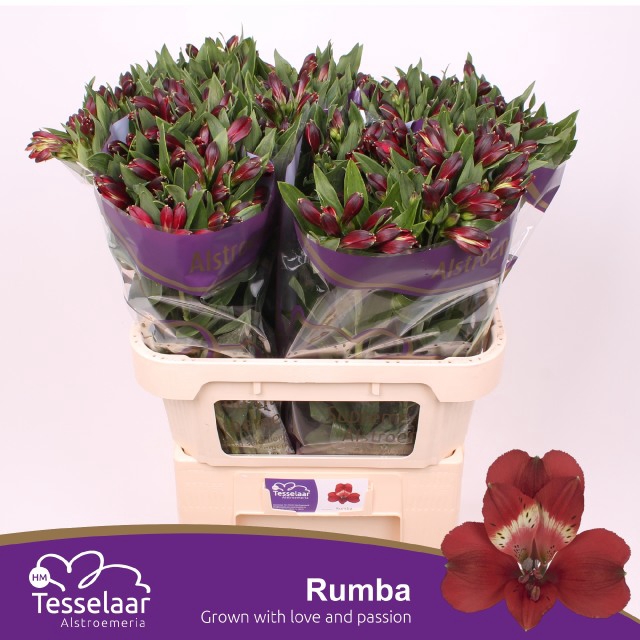 <h4>Alstroemeria rumba</h4>