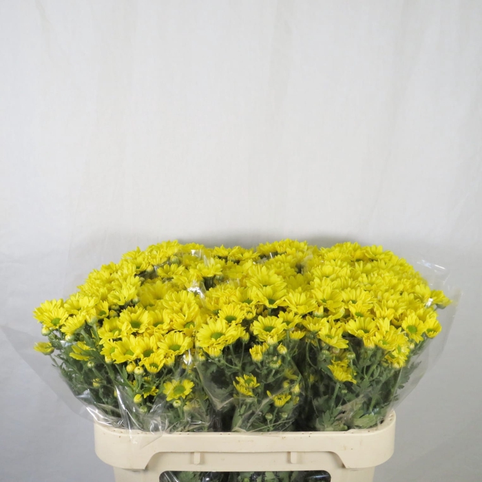 <h4>Chrysanthemum spray bacardi amarilla</h4>