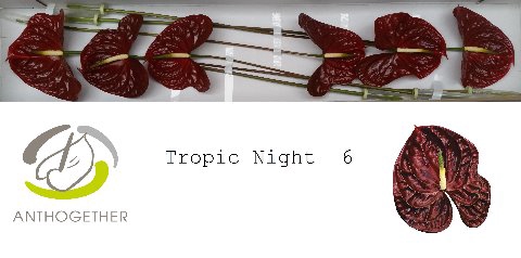 <h4>Anthurium tropic night</h4>