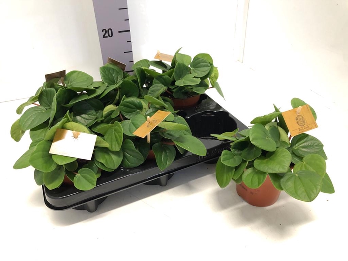 Mininatur 766-22 S agrarstreifen fogli ESTATE NUOVO IN SCATOLA ORIGINALE da12.5.