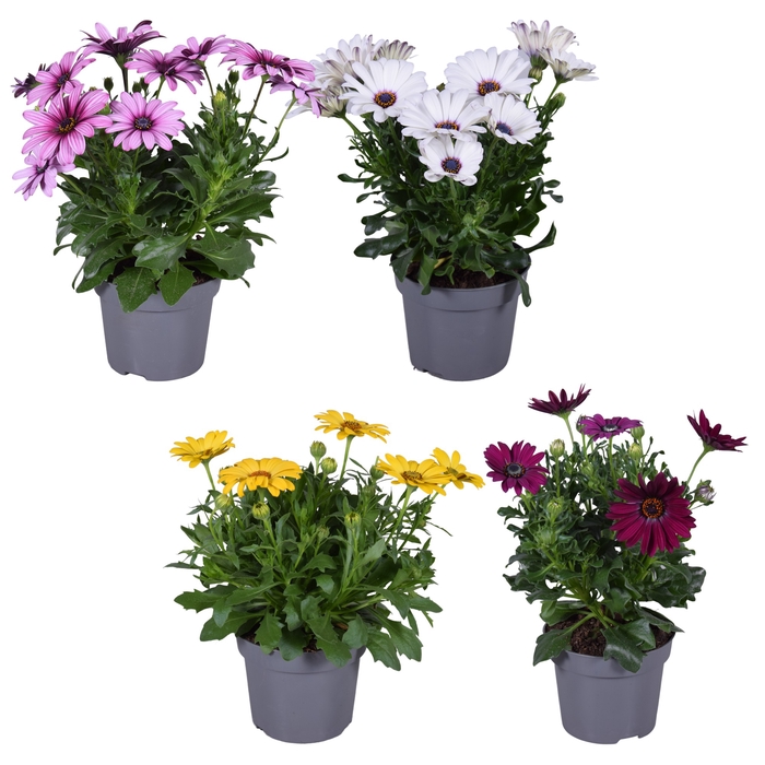 Osteospermum mixkar