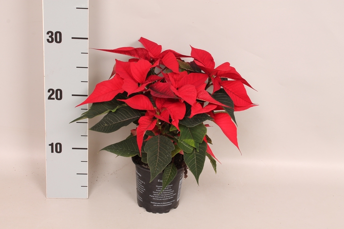 <h4>Poinsettia 10,5 cm Christmas Feelings® Red</h4>