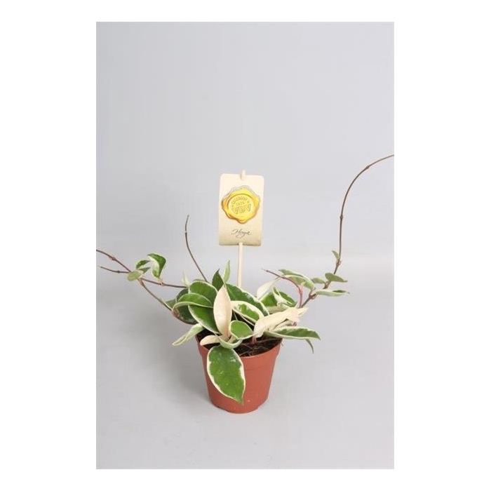 <h4>Hoya carnosa Krimson Queen 12Ø 20cm</h4>