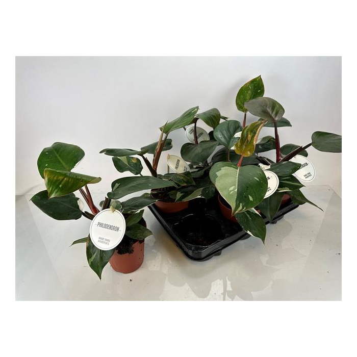 <h4>Philodendron White Knight 12Ø 30cm</h4>