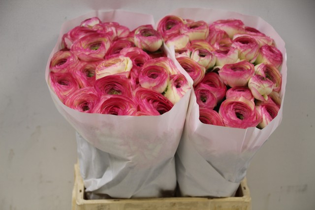 <h4>Ranunculus clooney felicitade dark</h4>