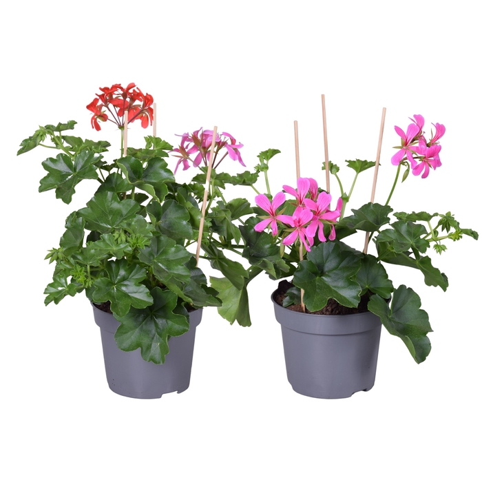 Pel Peltatum Balcon Mix