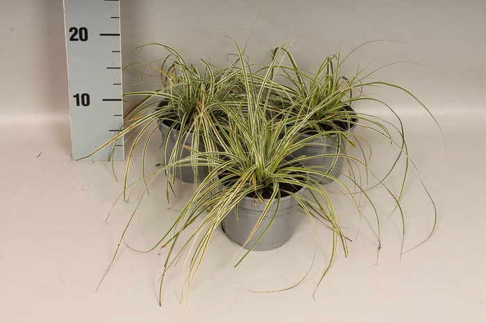 <h4>Overig 12 cm Carex brunnea Feather Everest</h4>
