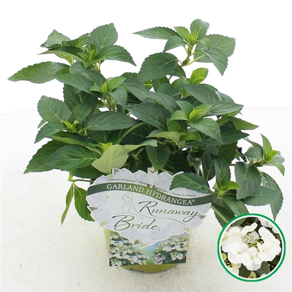 <h4>Hydrangea hybr. Runaway Bride®</h4>