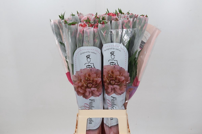 <h4>Alstroemeria Fashionista Pink XL</h4>