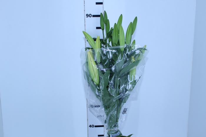 <h4>LIRIO YELLOWEEN 090 CM HT 3/5 FLS</h4>