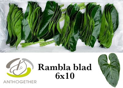 <h4>Leaf anthurium rambla</h4>