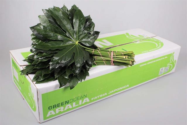 <h4>Leaf aralia Green Ocean</h4>