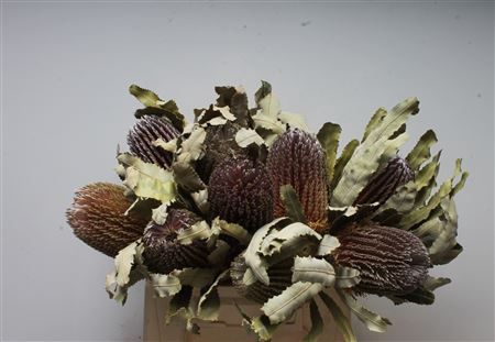 <h4>Banksia Menziesii Dried</h4>