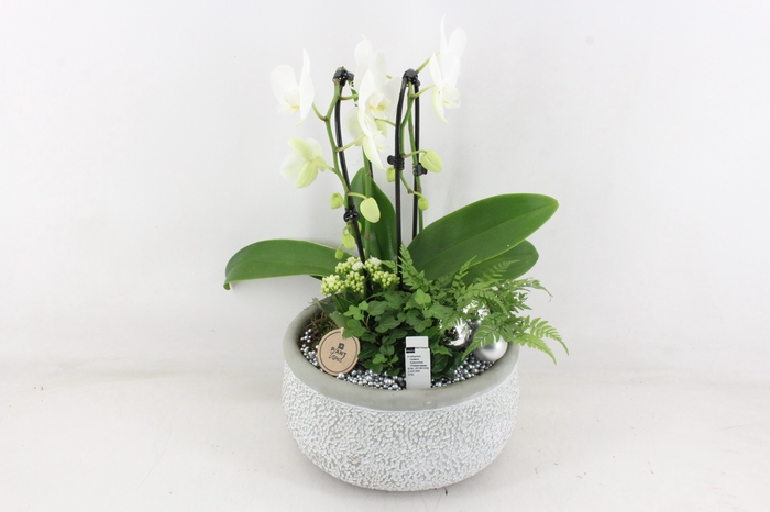 <h4>arr2 PL - Ker. barok phal. cascade wit - zilver</h4>