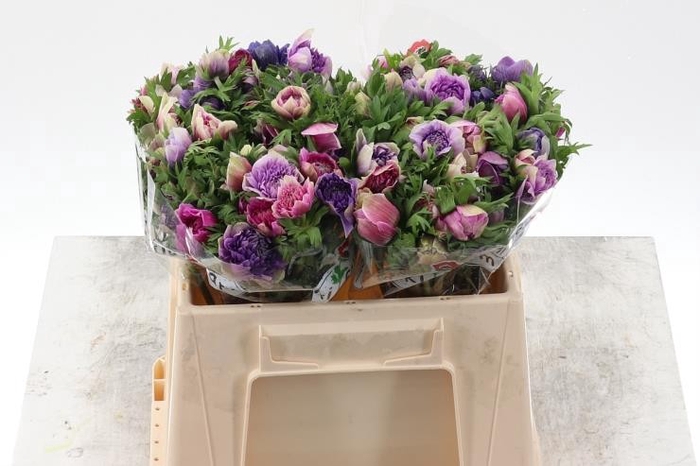 <h4>Anemone fullstar lila bicolor</h4>
