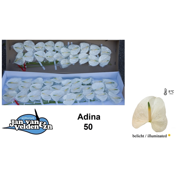 Adina 50