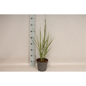 vaste planten 19 cm  Panicum Northwind