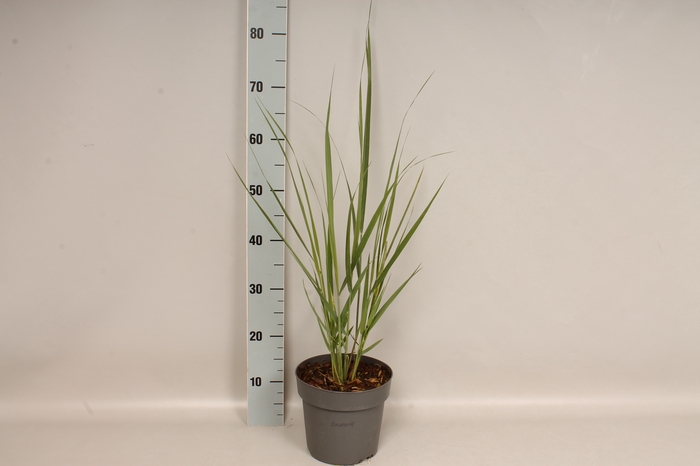 vaste planten 19 cm  Panicum Northwind