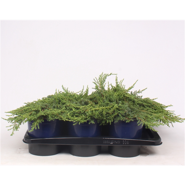 <h4>Juniperus communis 'Green Carpet'</h4>