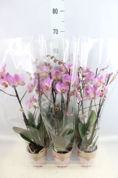 <h4>Phalaenopsis   ...rose</h4>
