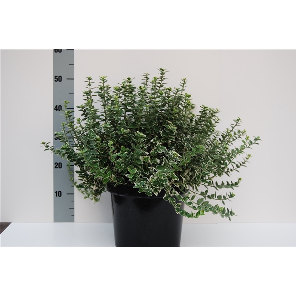 <h4>Euonymus Emerald Gaiety</h4>