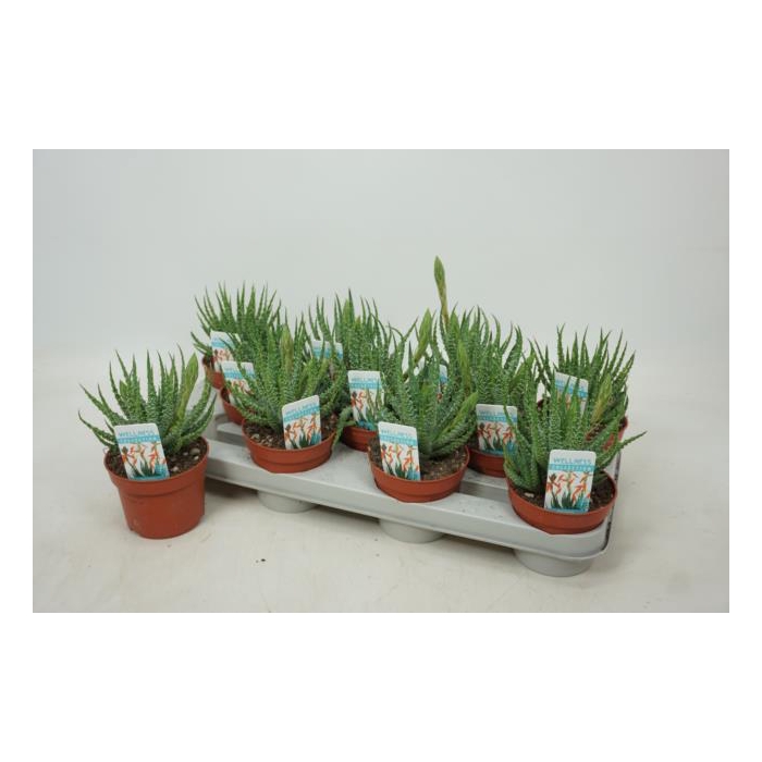 <h4>Aloe Humilis (Cites) 10,5Ø 25cm</h4>