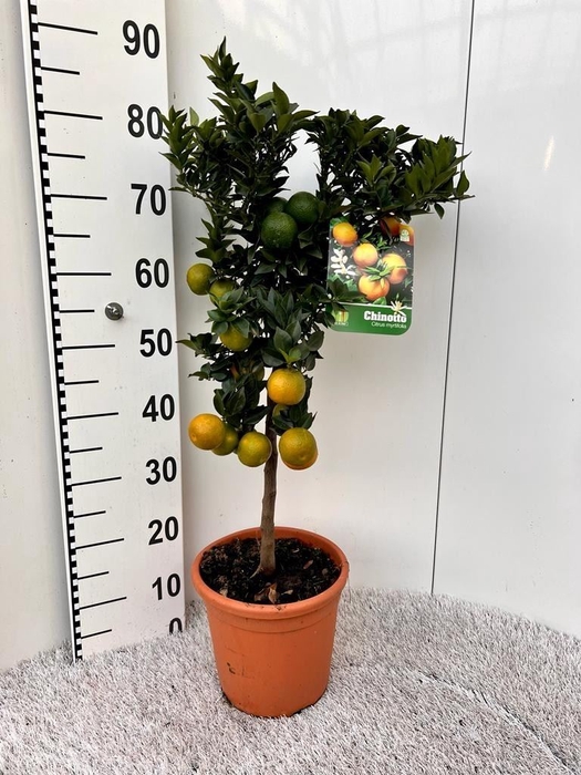 <h4>Citrus Aurantifolia 'chinotto'</h4>