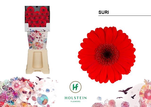 <h4>Germini diamond suri</h4>