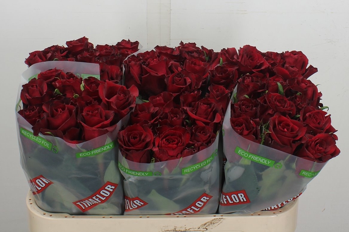<h4>R Gr Ever Red</h4>