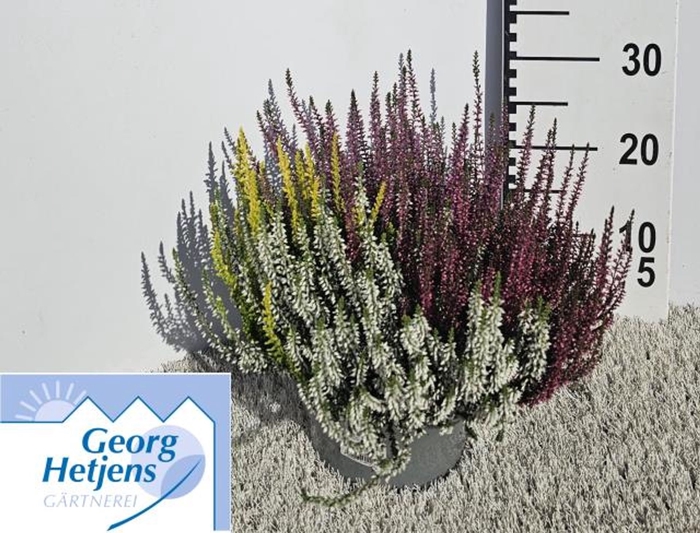 <h4>Calluna vulg. Garden Girls Quattro</h4>