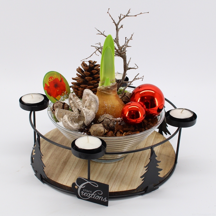 <h4>HICR-2317R Kerst Amaryllis</h4>