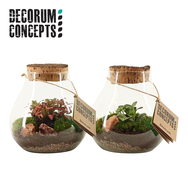 <h4>Terrarium Halley (Decorum concepts)</h4>