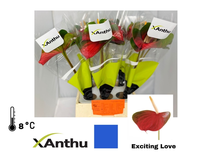 <h4>ANTH A EXCITING LOVE</h4>