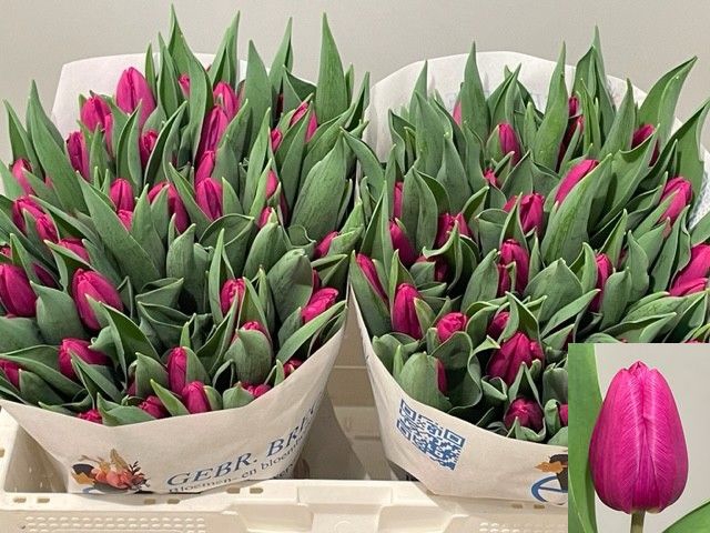 <h4>Tulipa si purple prince</h4>