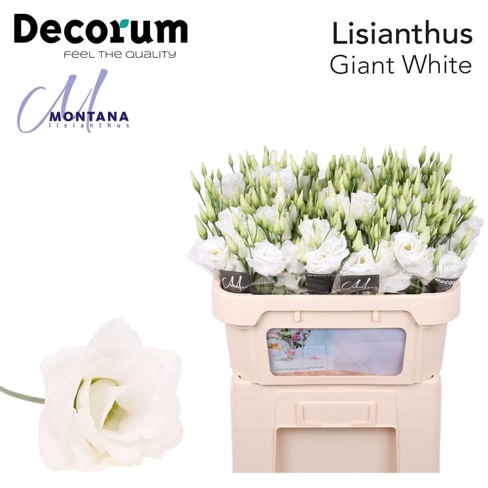 <h4>Lisianthus Giant white 72cm</h4>
