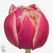 <h4>Tulipa do columbus</h4>