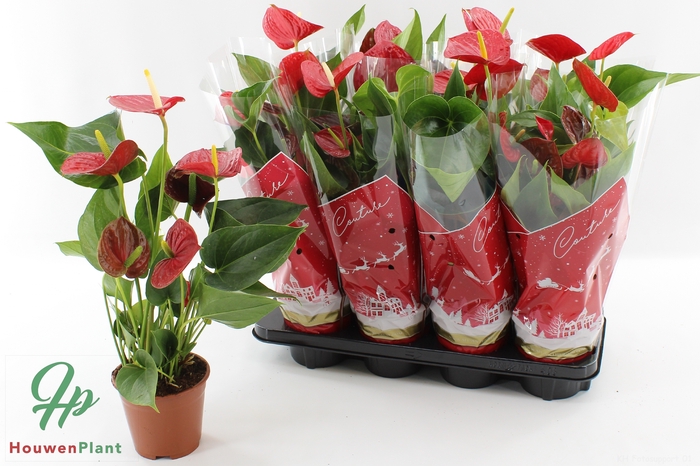 <h4>ANTHU AN SUCCESS RED</h4>