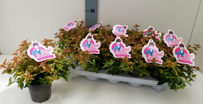 <h4>Abelia x grandiflora Land Ladies</h4>